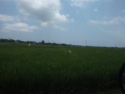 RiceFieldsBali23 (49)