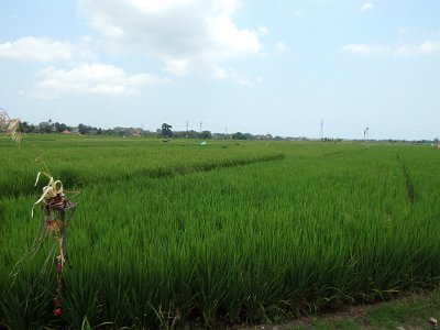 RiceFieldsBali23 (50)