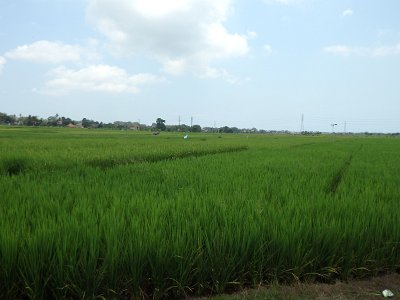 RiceFieldsBali23 (51)