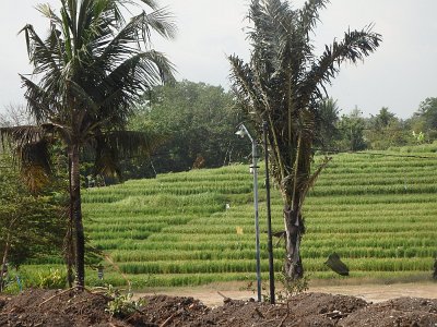 RiceFieldsBali23 (54)