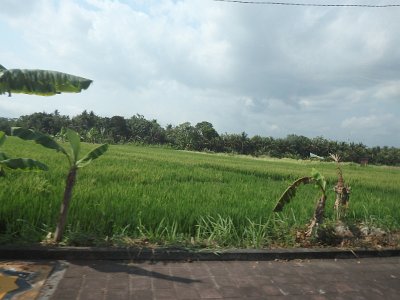 RiceFieldsBali23 (55)