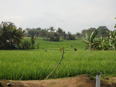 RiceFieldsBali23 (56)