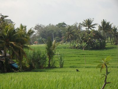 RiceFieldsBali23 (57)