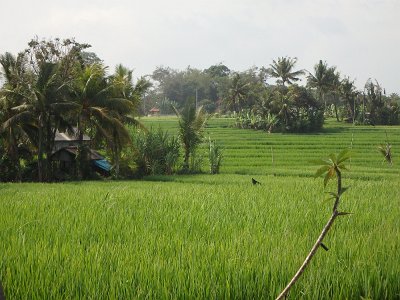 RiceFieldsBali23 (58)