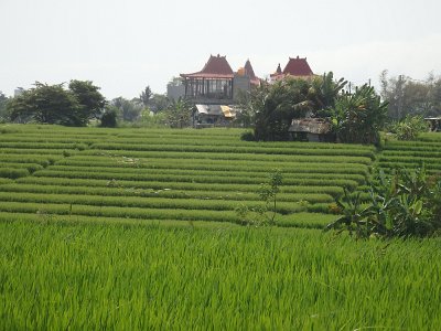 RiceFieldsBali23 (59)