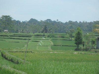 RiceFieldsBali23 (6)