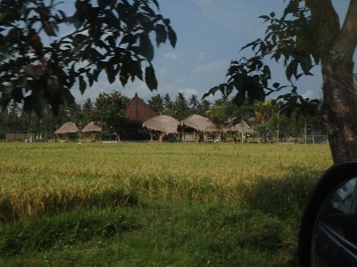 RiceFieldsBali23 (60)