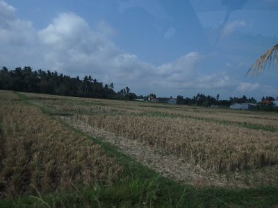 RiceFieldsBali23 (63)