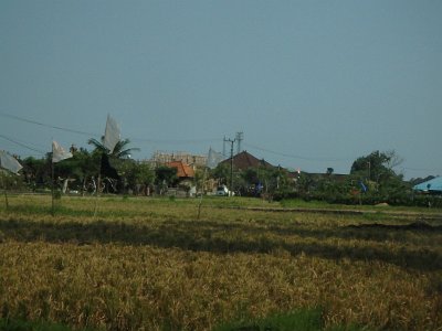 RiceFieldsBali23 (64)