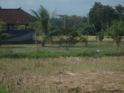 RiceFieldsBali23 (65)