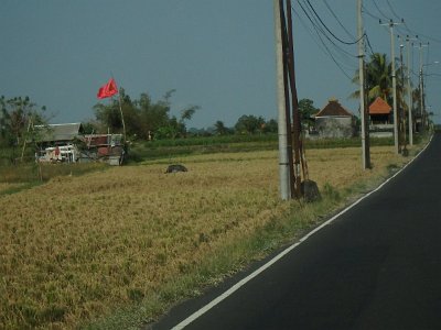 RiceFieldsBali23 (66)