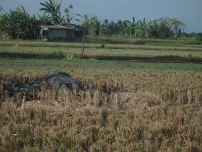 RiceFieldsBali23 (67)