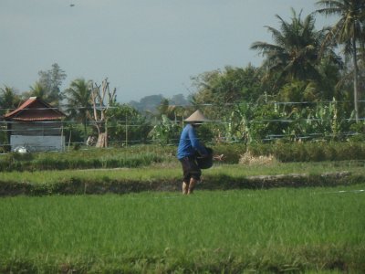 RiceFieldsBali23 (68)