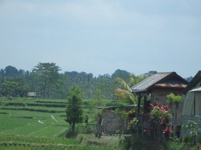 RiceFieldsBali23 (7)