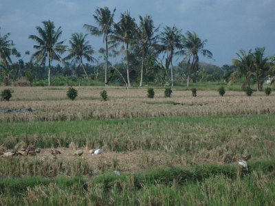 RiceFieldsBali23 (70)