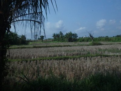 RiceFieldsBali23 (72)