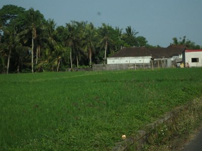 RiceFieldsBali23 (74)