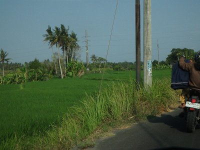 RiceFieldsBali23 (77)