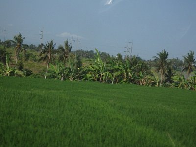 RiceFieldsBali23 (78)