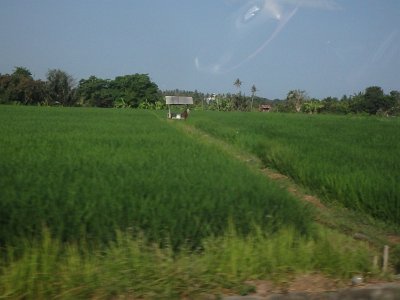 RiceFieldsBali23 (79)