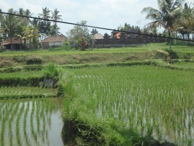 RiceFieldsBali23 (8)