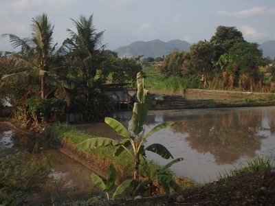 RiceFieldsBali23 (82)