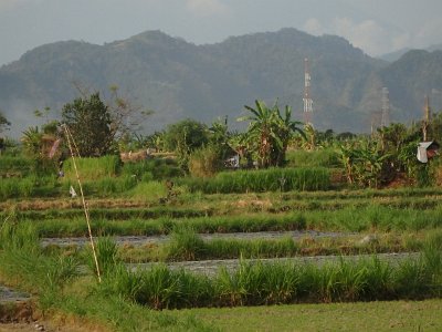 RiceFieldsBali23 (87)