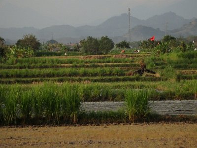 RiceFieldsBali23 (88)