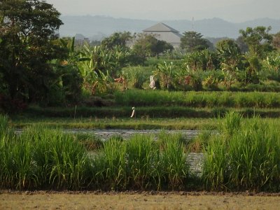 RiceFieldsBali23 (89)