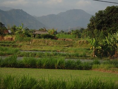 RiceFieldsBali23 (90)