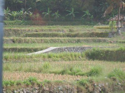 RiceFieldsBali23 (92)