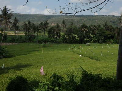 RiceFieldsBali23 (93)