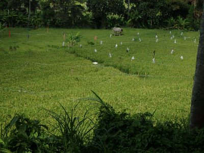 RiceFieldsBali23 (95)