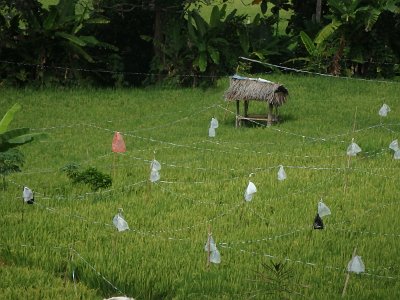 RiceFieldsBali23 (96)