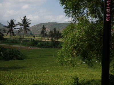 RiceFieldsBali23 (97)