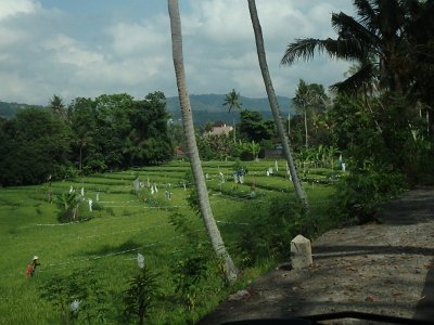 RiceFieldsBali23 (98)