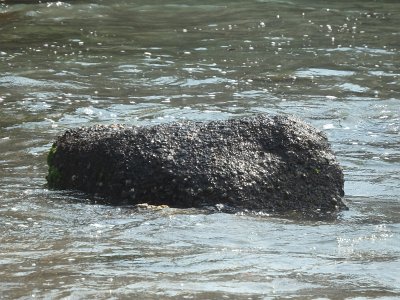 TanahLot (133)