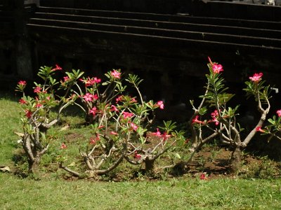 TanahLot (48)