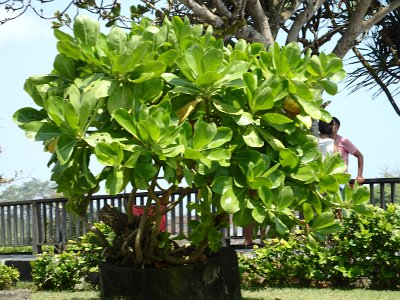 TanahLot (59)