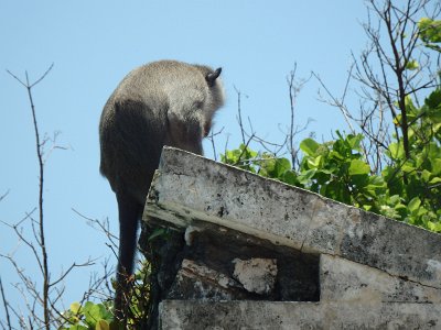 Uluwatu (16)