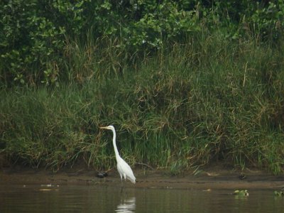 BhitarKanikaO (110)