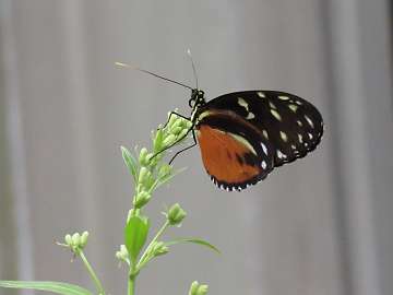 butterfly18 (522)