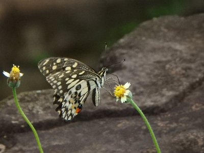 BakongTemple1 (30)