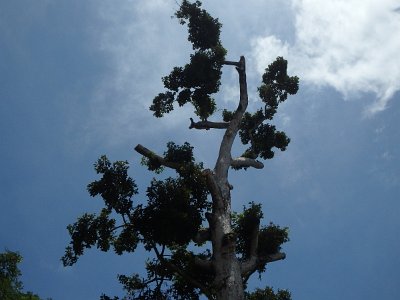 Bayon1 (3)