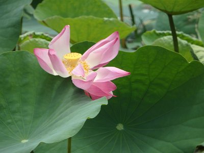 Lotus (19)