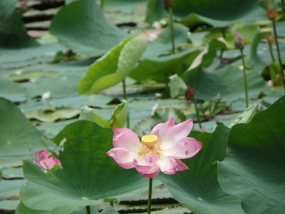 Lotus (20)