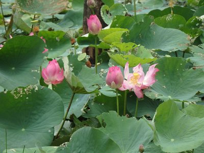 Lotus (21)