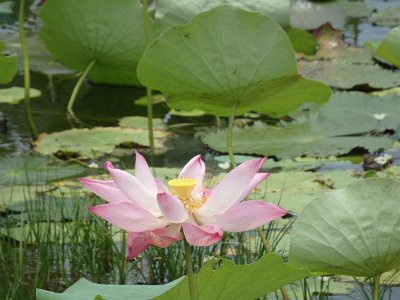 Lotus (22)