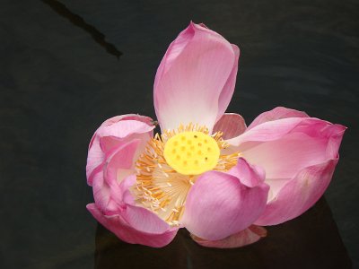 Lotus (25)