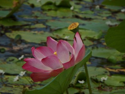 Lotus (33)